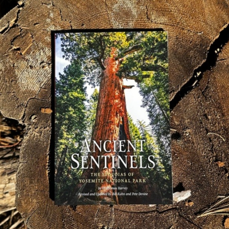 Ancient Sentinels The Sequoias of Yosemite National Park