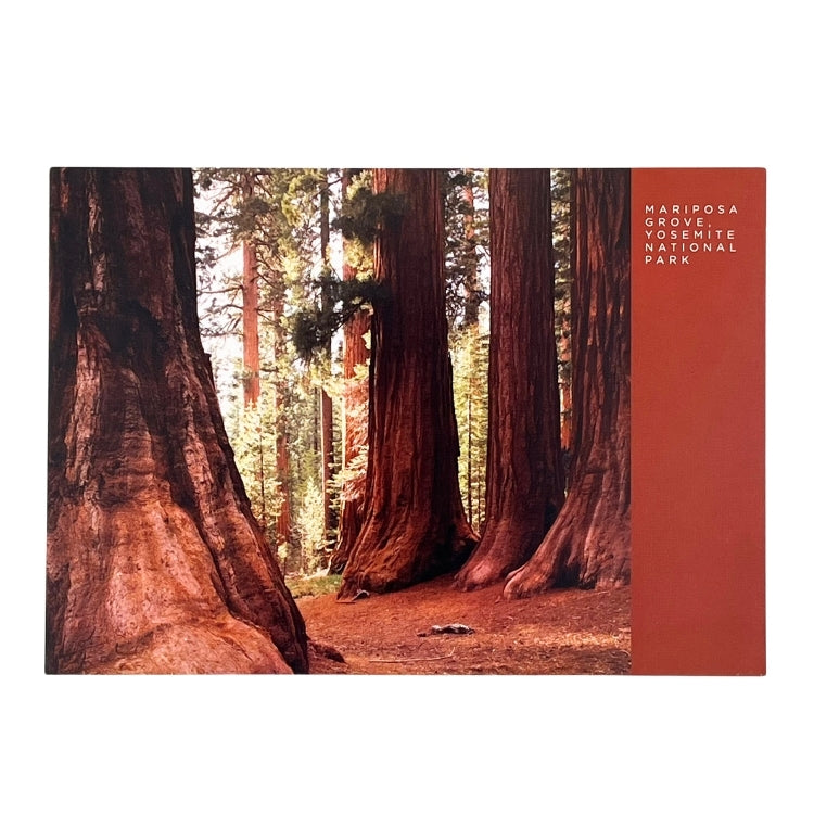 Mariposa Grove Postcard