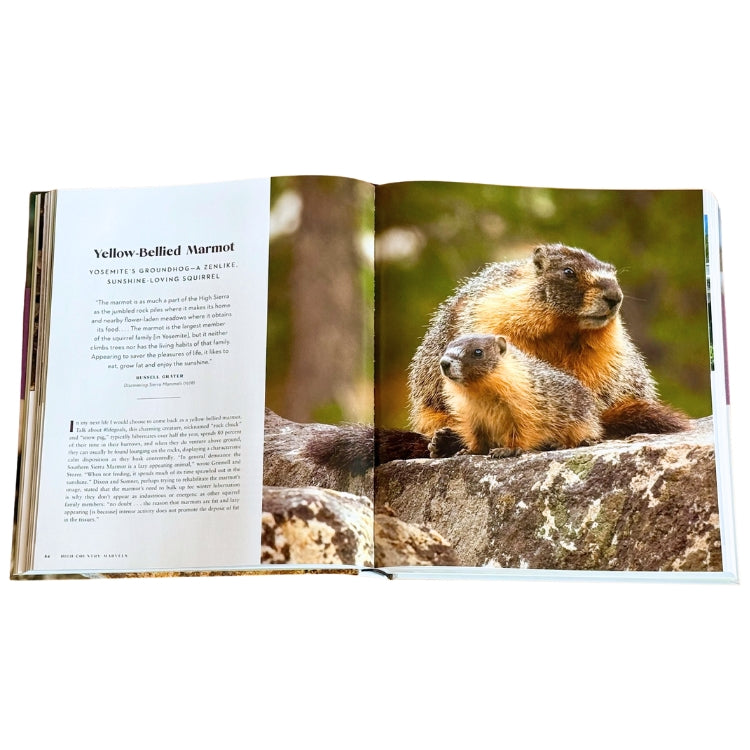 Yosemite Wildlife - PRESALE