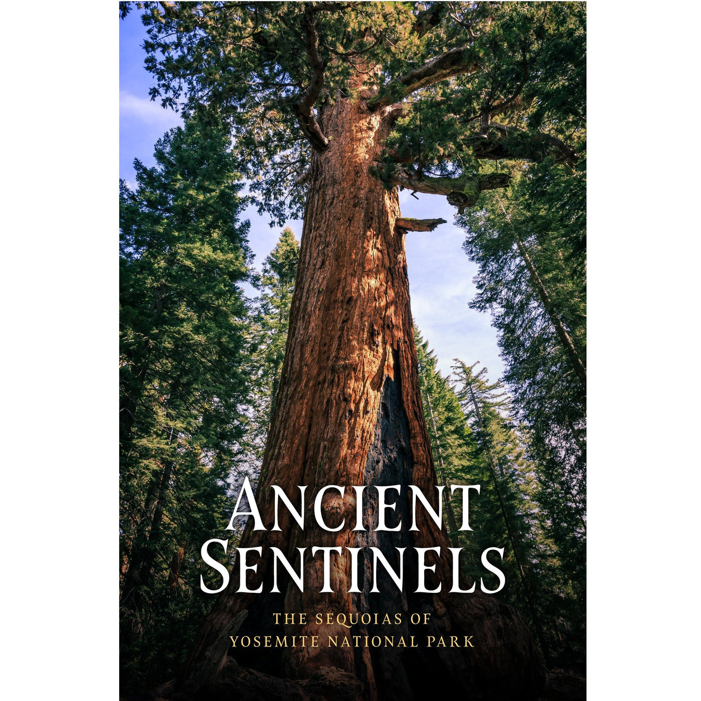 Ancient Sentinels: The Sequoias of Yosemite National Park