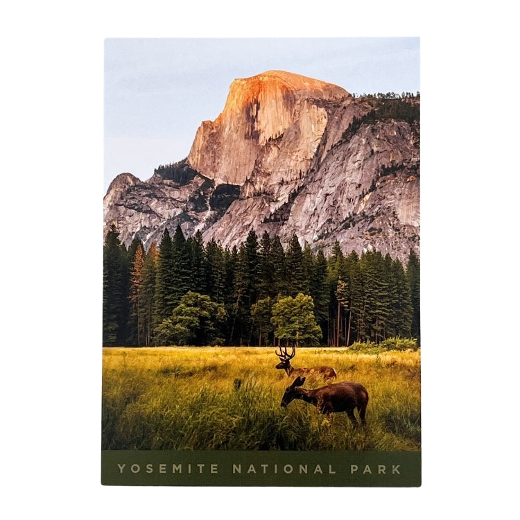 Half Dome and Deer Postcard