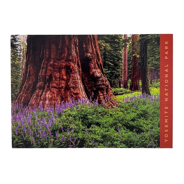 Sequoia Lupine Postcard