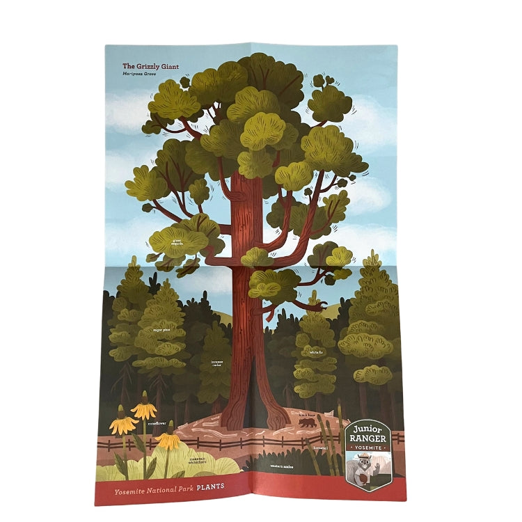 Junior Ranger Field Guide - PLANTS