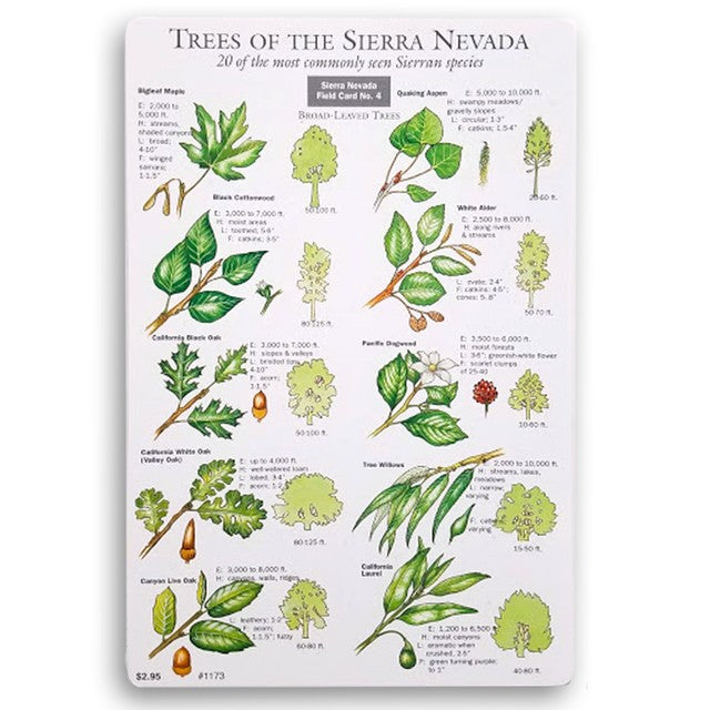 Nv Tree Types Trees of the Sierra Nevada Field Card – Yosemite Conservancy