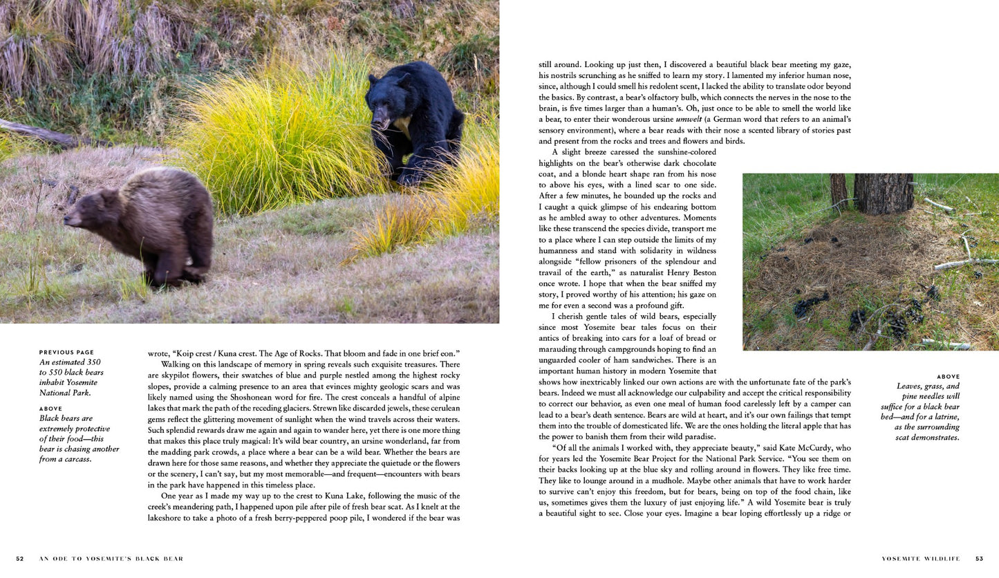 Yosemite Wildlife - PRESALE