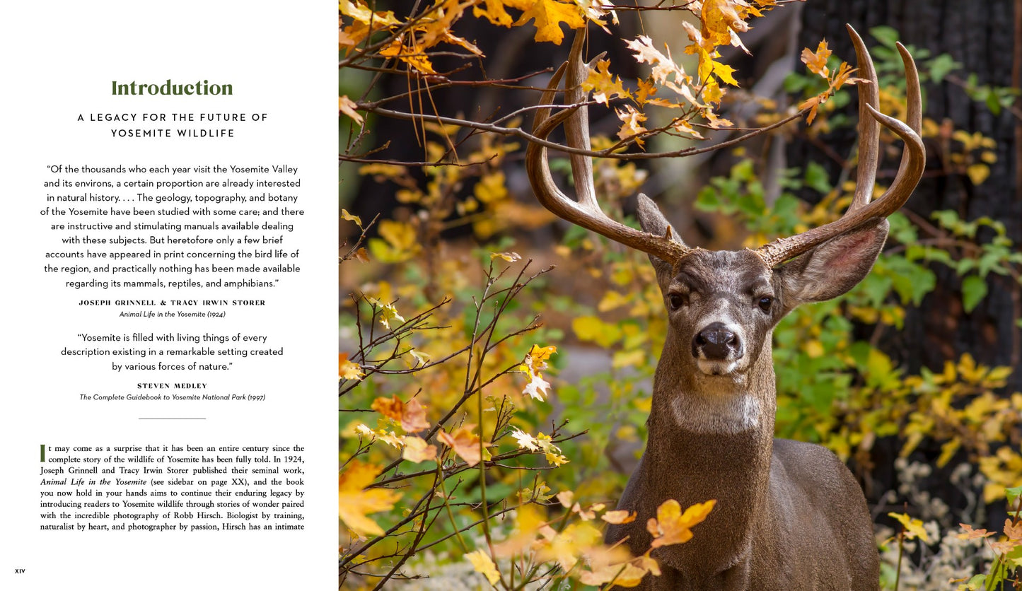 Yosemite Wildlife - PRESALE