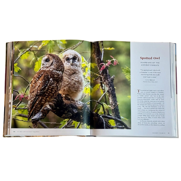 Yosemite Wildlife - PRESALE