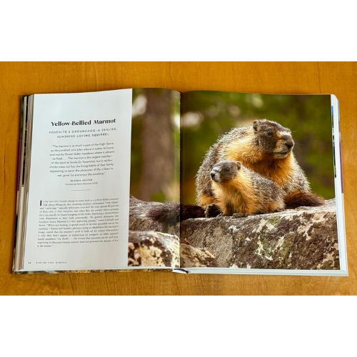 Yosemite Wildlife - PRESALE
