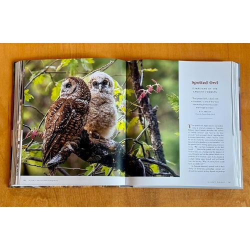 Yosemite Wildlife - PRESALE