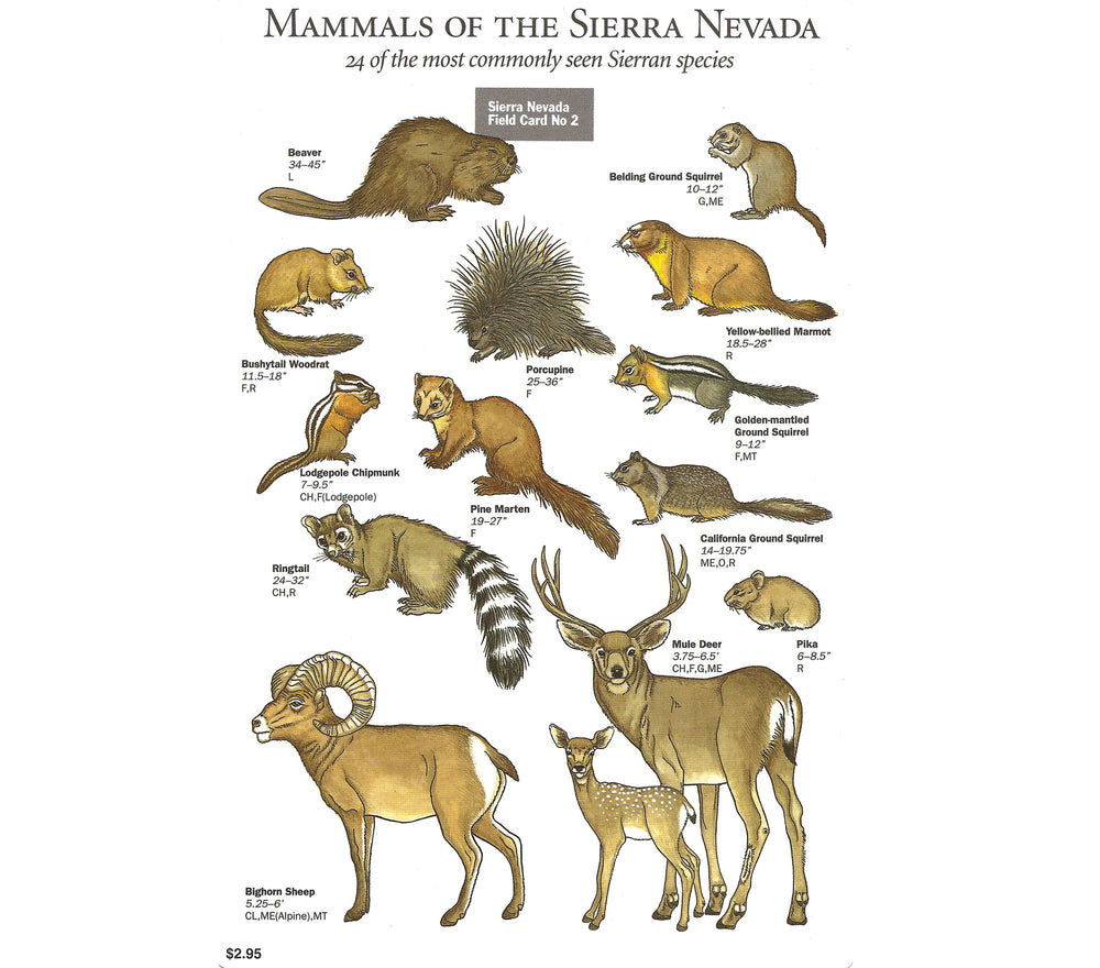 Mammals of the Sierra Nevada Field Card