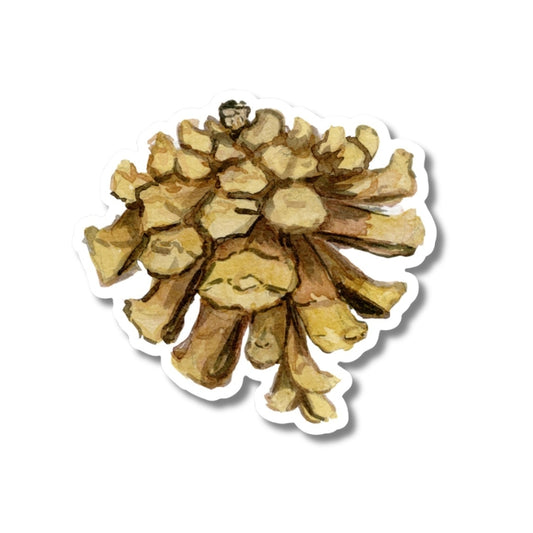 Pinyon Pine Cone Sticker